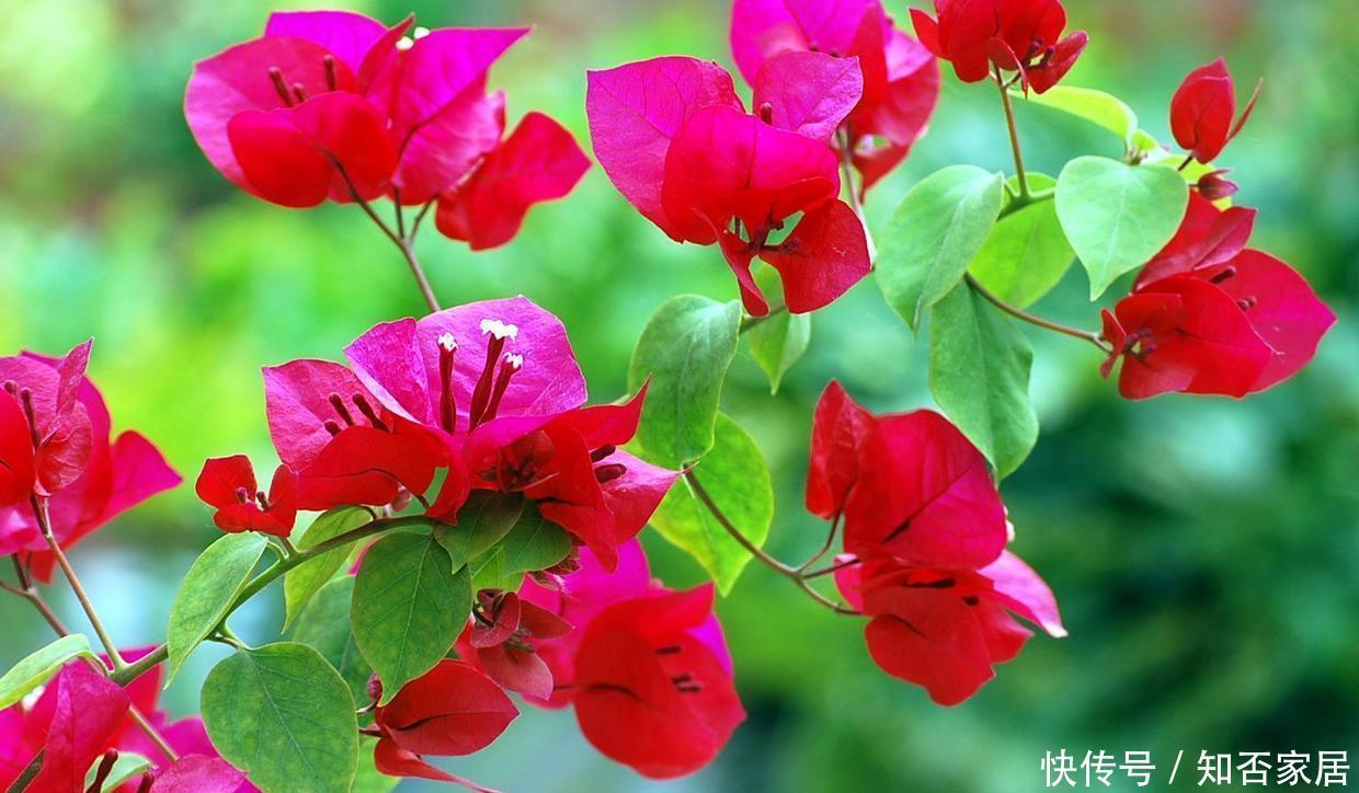 缓释肥|初冬扦插的三角梅,做好这两点,平稳度过一冬天