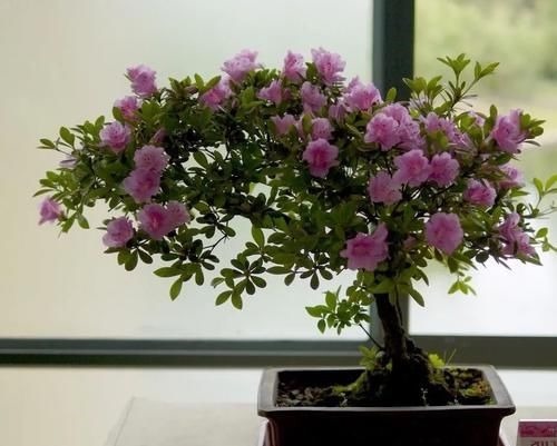 6种“耐阴花”，室内也能生长旺盛，叶色翠绿又开花