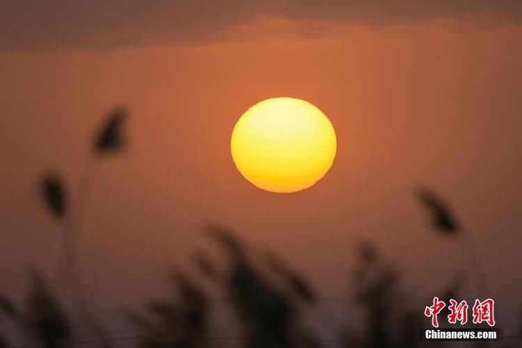 夕阳|新疆博湖初冬芦苇映夕阳