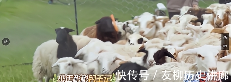 何洛洛|《极限挑战宝藏行2》:各路成员抓羊姿势大赏