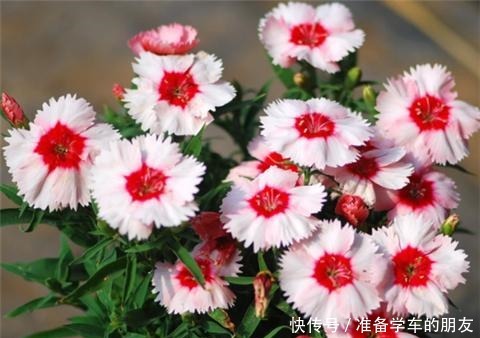 阳台养1种花,开花大半年,一开就成球,变成小花海!