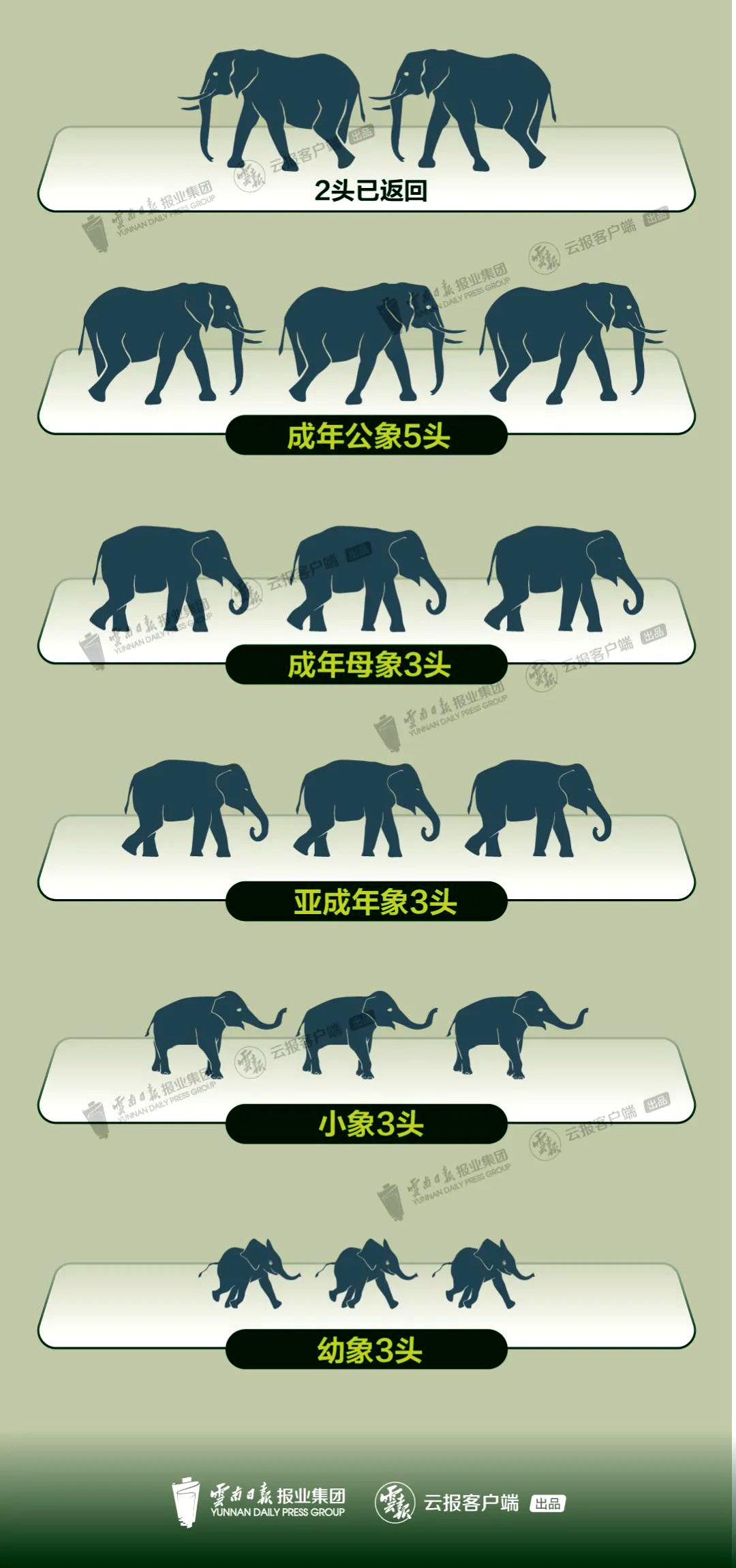 晋宁|象之迷惑，又不进昆明了？云南野象在距晋宁300米时停下，转弯了……