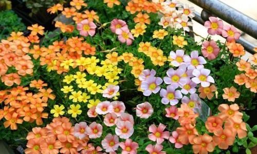 观赏价值|家里就养4种花,漂亮花期长,一年四季开不停,养护简单又漂亮!