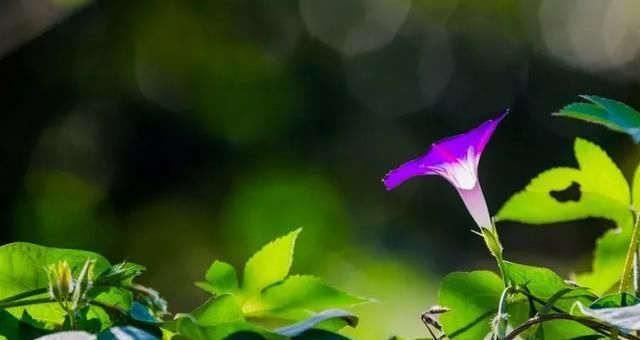 儿童画|儿童画教程一张纸上的两种表现方式--美丽的牵牛花