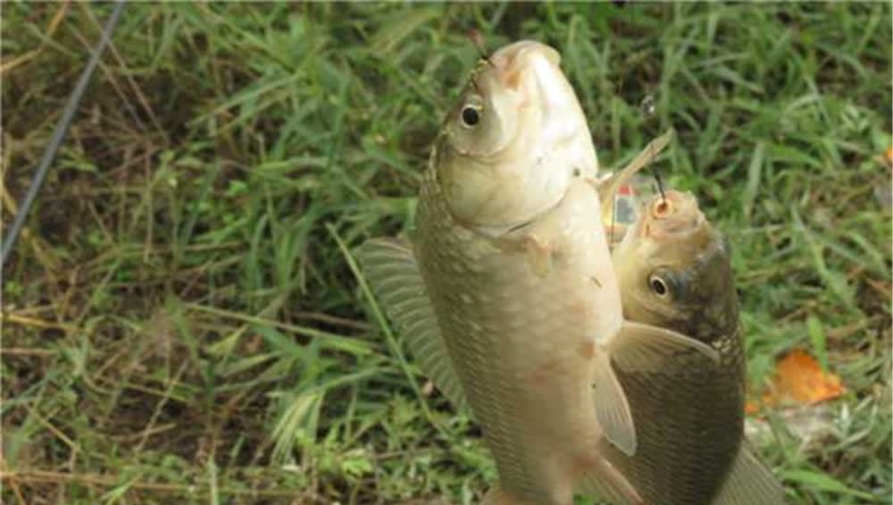 为何久坐无口，钓不上来鱼？未必是技术问题，原因更可能是这些！