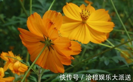 枝繁茂盛|养菊花,首选这些花朵,耐寒耐热长得好看,枝繁茂盛花开大而饱满