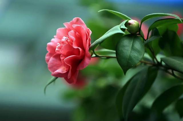 僵蕾|为何山茶花有花蕾但不开花?台长来说说山茶花的养护秘笈!