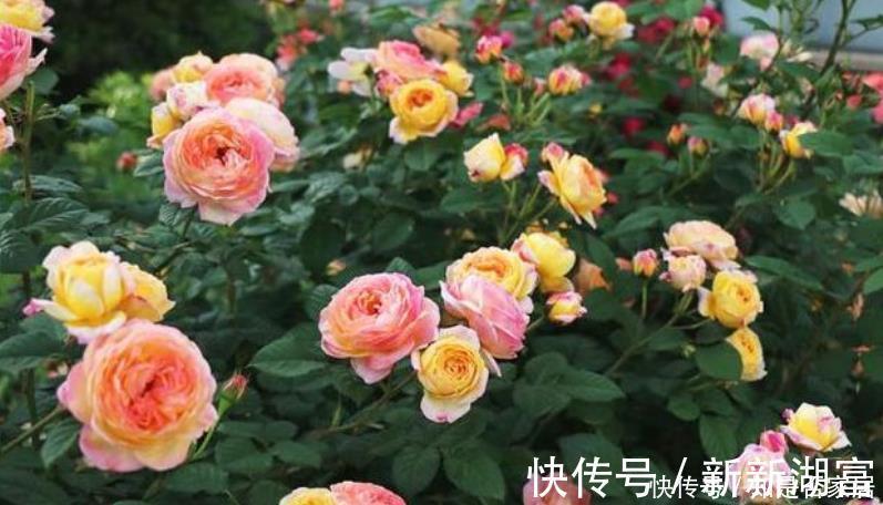 漂亮|4种花便宜漂亮又好养,10元买两盆,两月变成一阳台,天天有花赏
