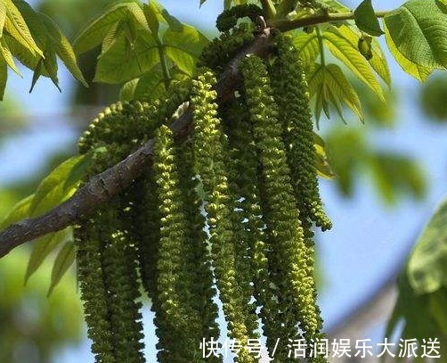 野菜|农村称它为“长寿菜”,是山区里的家常菜,晒干后城里68元一斤