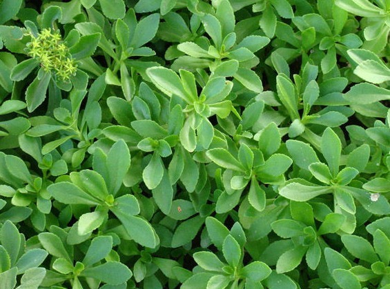 好处|此菜被称“养心菜”,再贵也要买,大人孩子吃了都好处多,很珍贵