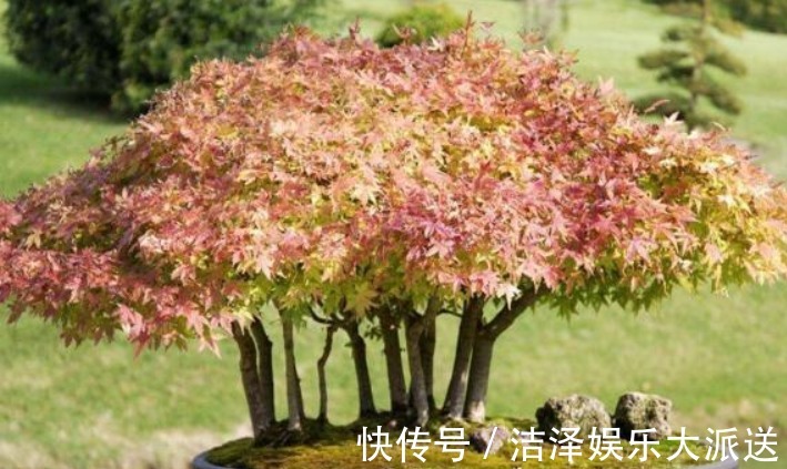 枫树|这“几种花”很便宜，养成“盆景”后，变身为“高价”盆栽！