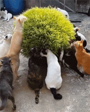 |搞笑GIF：花了三个月改装的，准备开着去撩妹，刚出村口就被查了