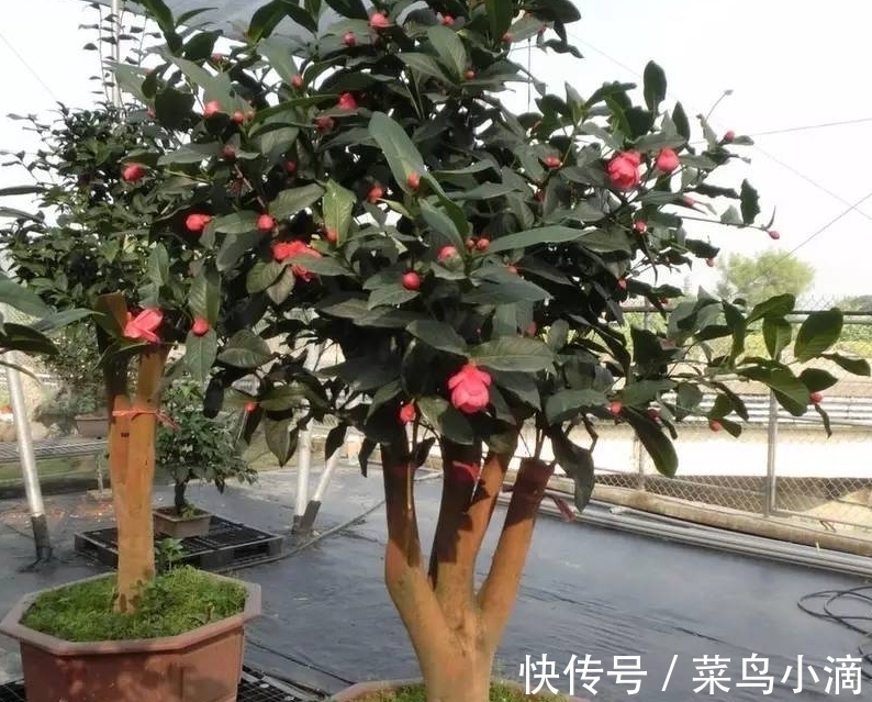 11月养茶花,坚持“2多1少”,外面飘雪,室内赏花,真香!