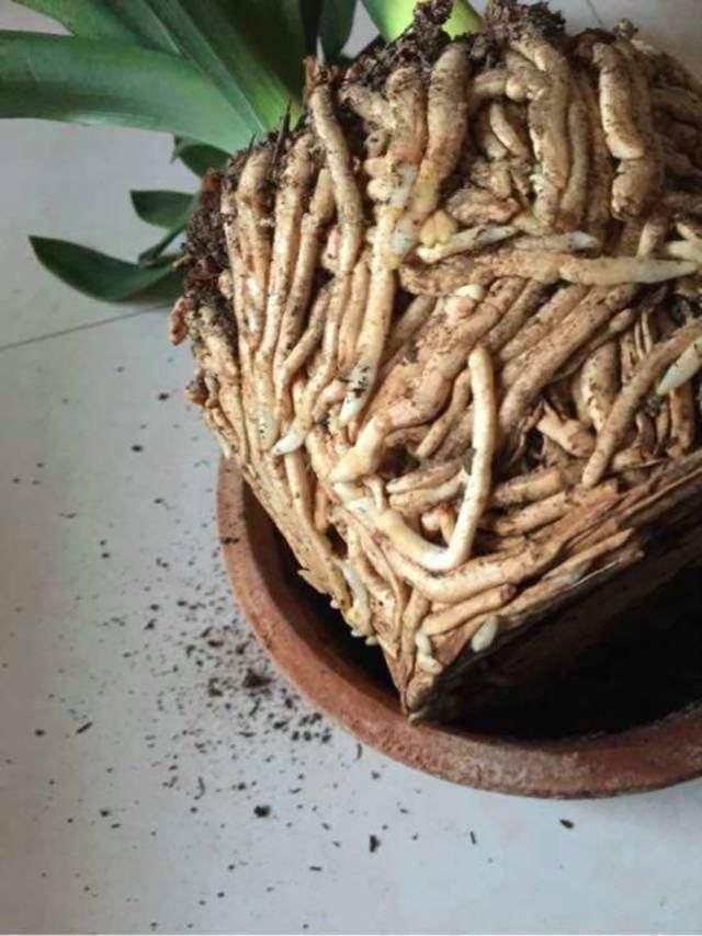 修剪|君子兰换盆时要剪根别太随意,剪错会整盆死