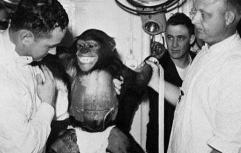 外太空 50年前被送去太空的猩猩,回地面后怎么样了?现状太出乎意料