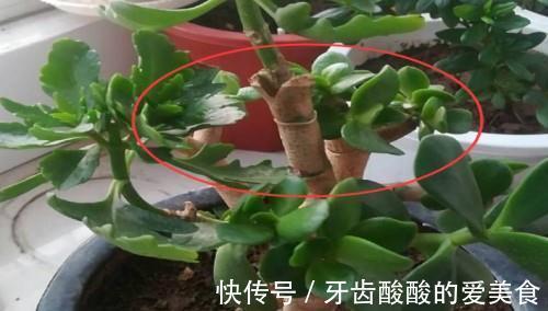 玉树嫁接长寿花，1树开3色，谁见谁喜欢