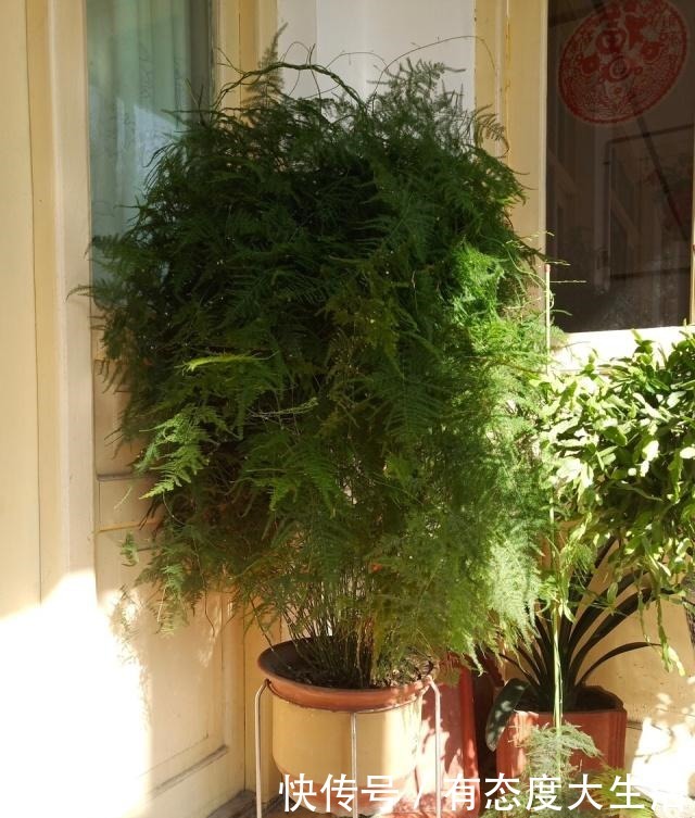 文竹“别乱放”,养家里这“3个地方”,叶子翠绿,笋芽嗖嗖冒!