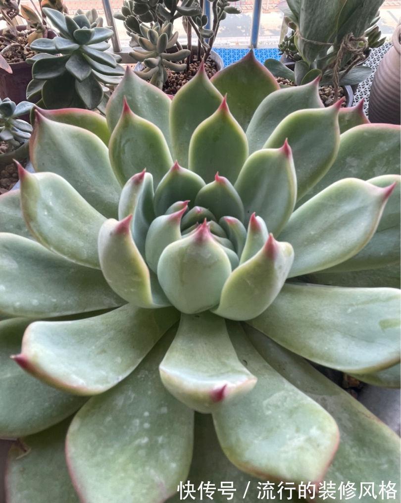 4种花不能淋雨,一淋就黑腐烂根,最后只剩个空盆