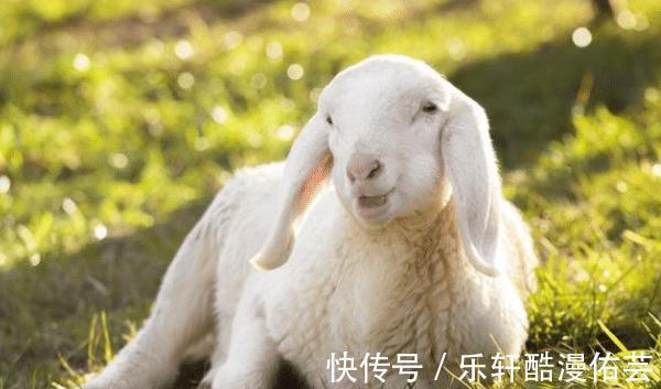 十羊九不全是真的吗这四年出生的属羊人，旺人旺己，一生安康