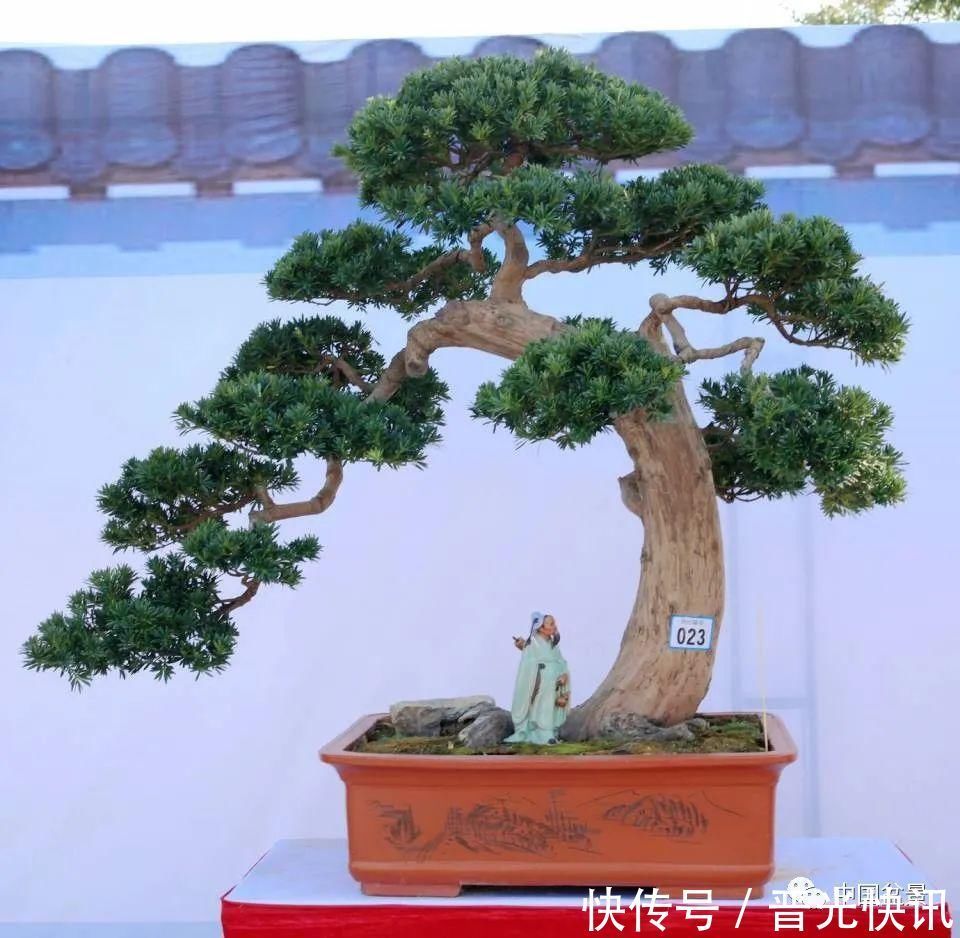 这两种盆景能当传家宝,被爱好者当“心头肉”