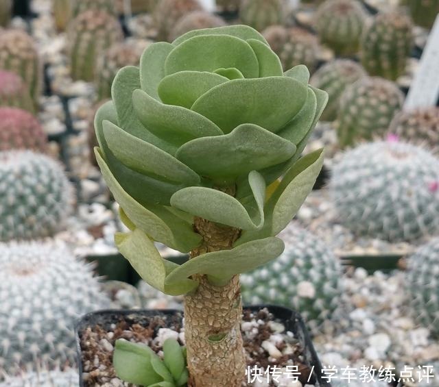 多肉品种多要会“挑”！这5种不能错过，旺福旺运家人也能受益！