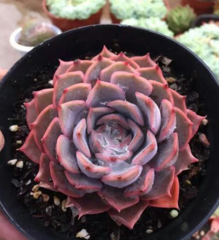 多肉植物|秋天养盆多肉露西娜，越晒颜色越粉嫩，仙气十足惹人爱