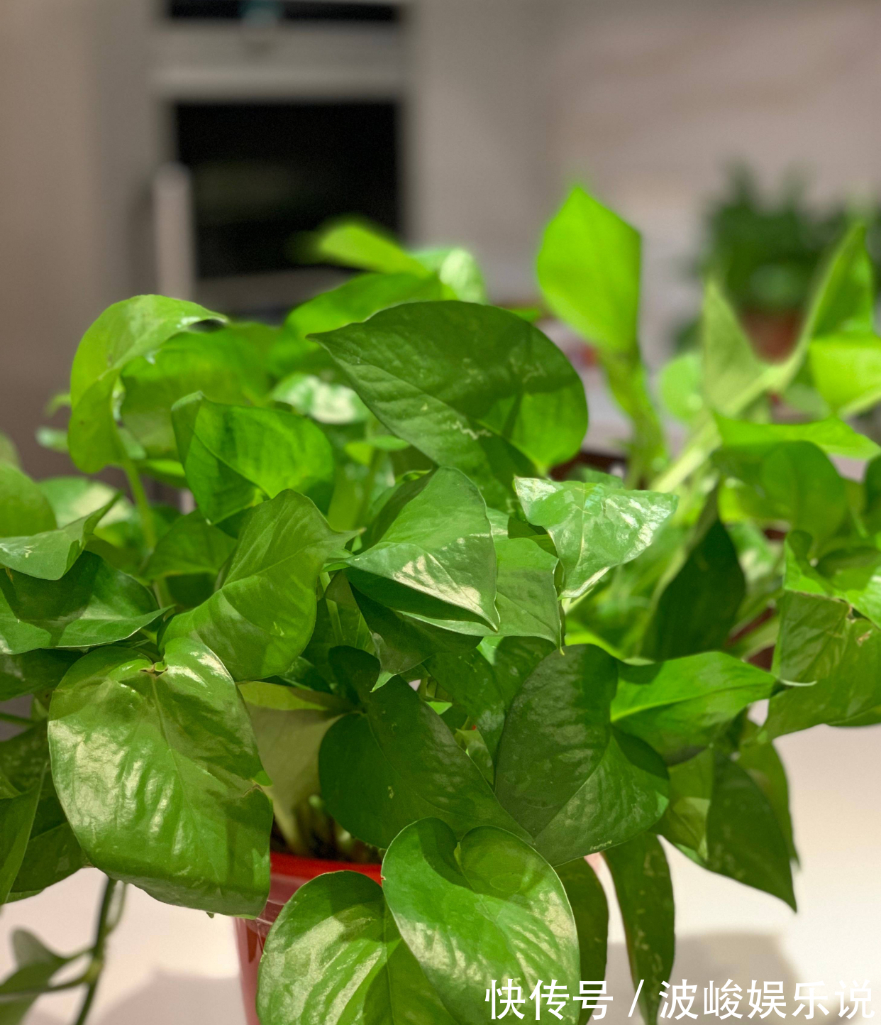 绿森林|8种“漂亮花”别晒大太阳,一晒就耷拉,客厅不见光,养成绿森林