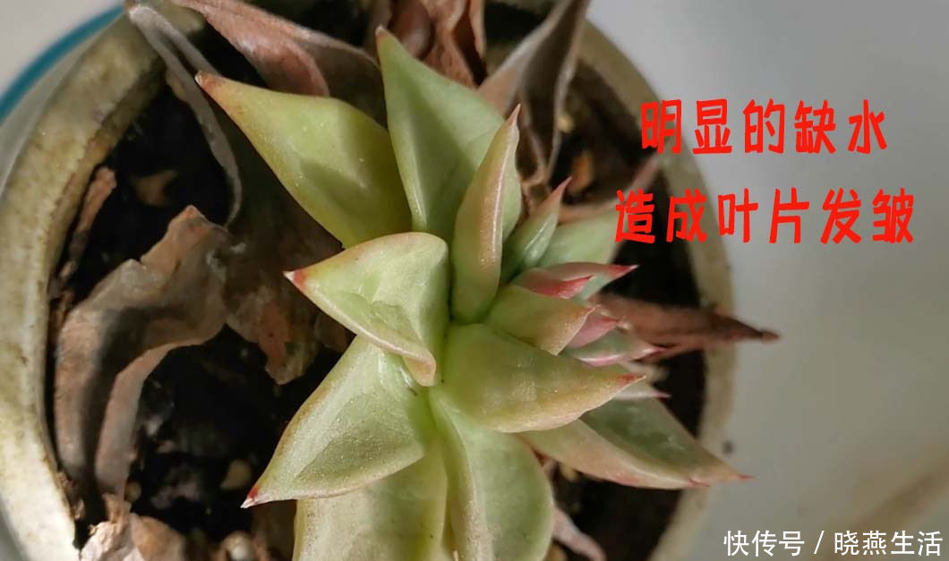 叶片|给多肉植物浇水那么简单，你为什么总是做不好