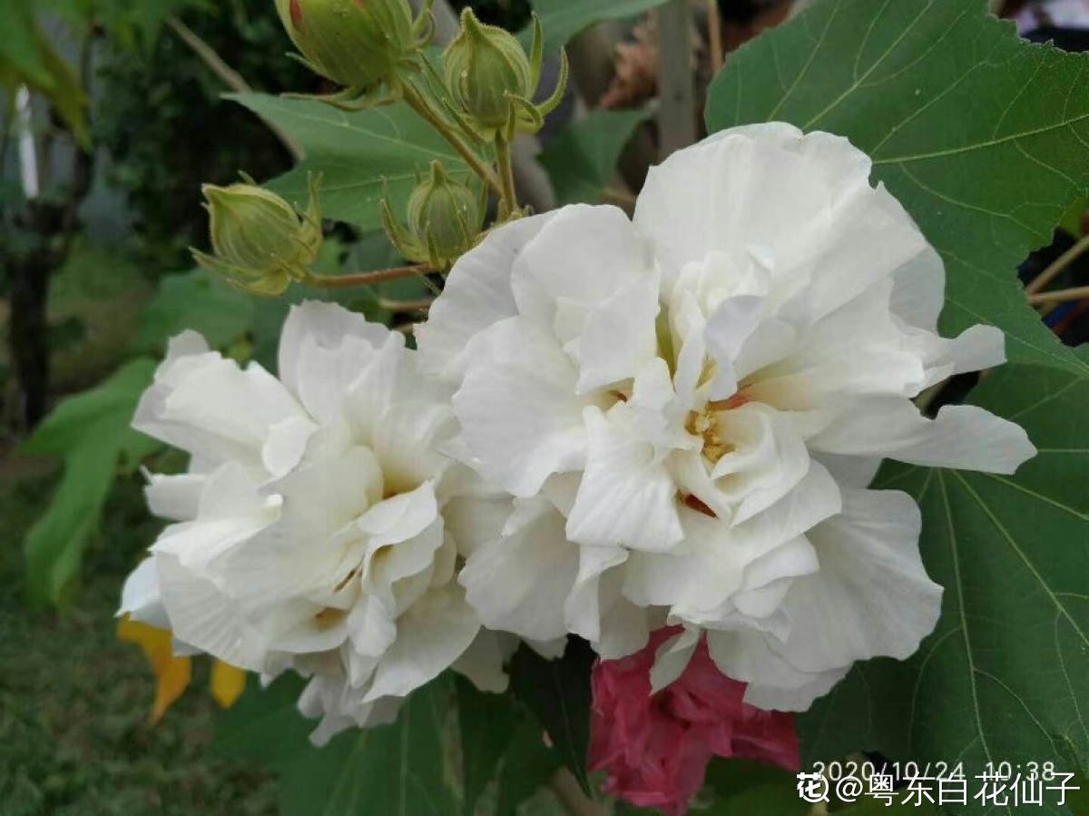 芙蓉花|这3种“芙蓉”花，你见过几种？夏去秋来都在开，美丽和诗情并存