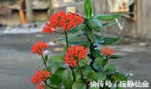 花友们|夏季长寿花黑腐现象严重,“反着”来养,养出更多侧芽更容易爆盆