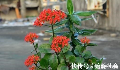 花友们|夏季长寿花黑腐现象严重，“反着”来养，养出更多侧芽更容易爆盆