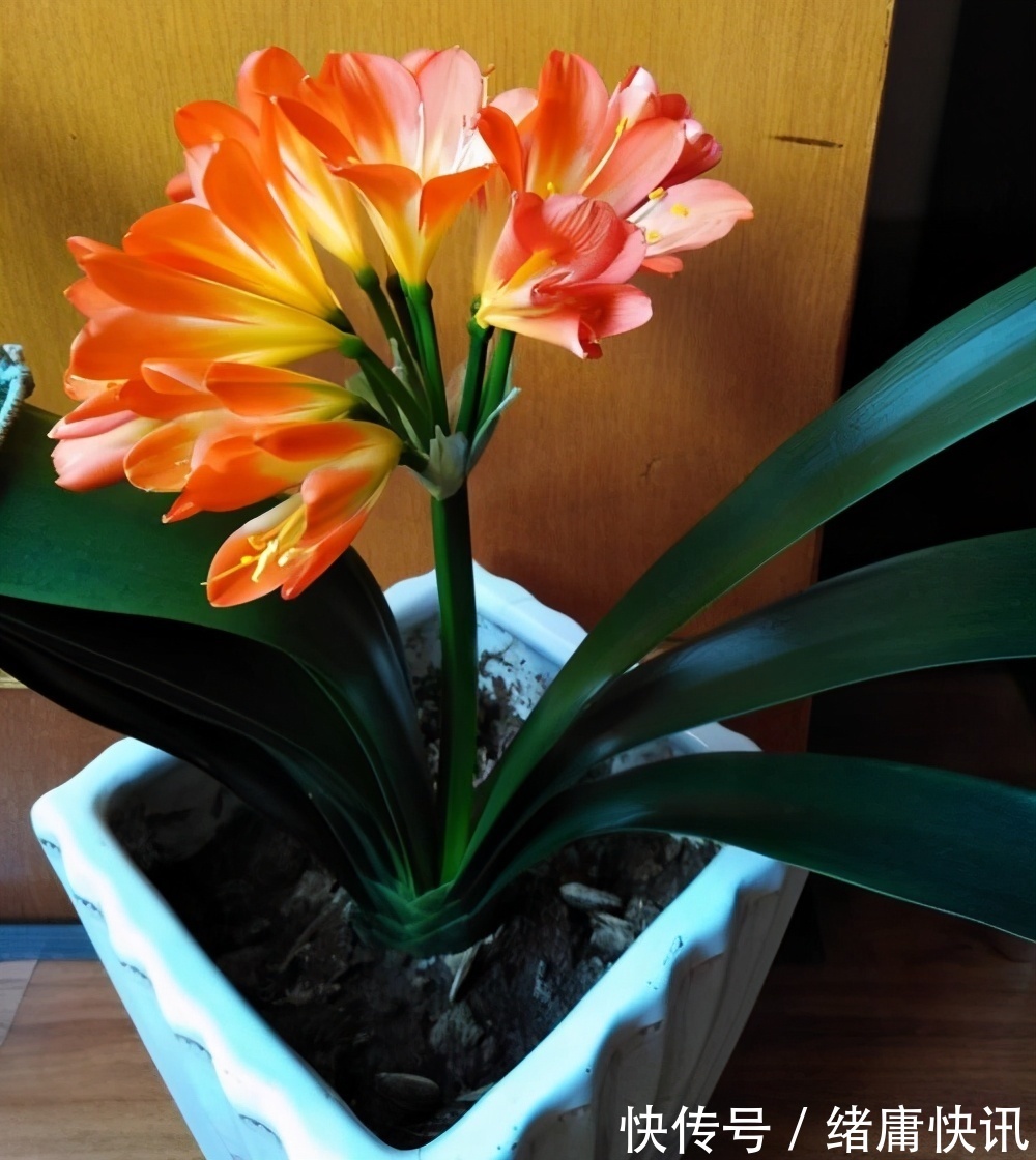 牡丹吊兰|4种花能观赏能“养人”,建议养几盆,好看又利于健康