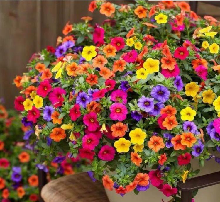 家养此款花卉，花朵漂亮，开花一茬接一茬，瞬间变得高大上