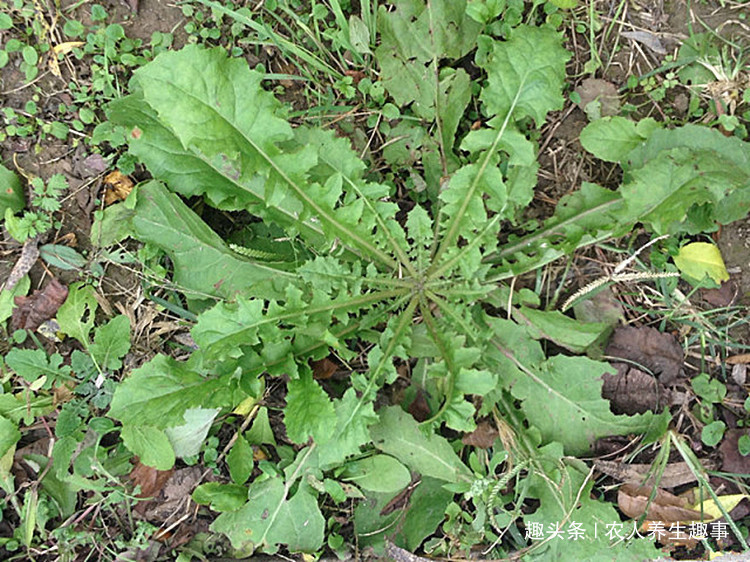 农村|农村不起眼的野草,浑身是宝,号称肝的“清洗剂”,现在吃正当季
