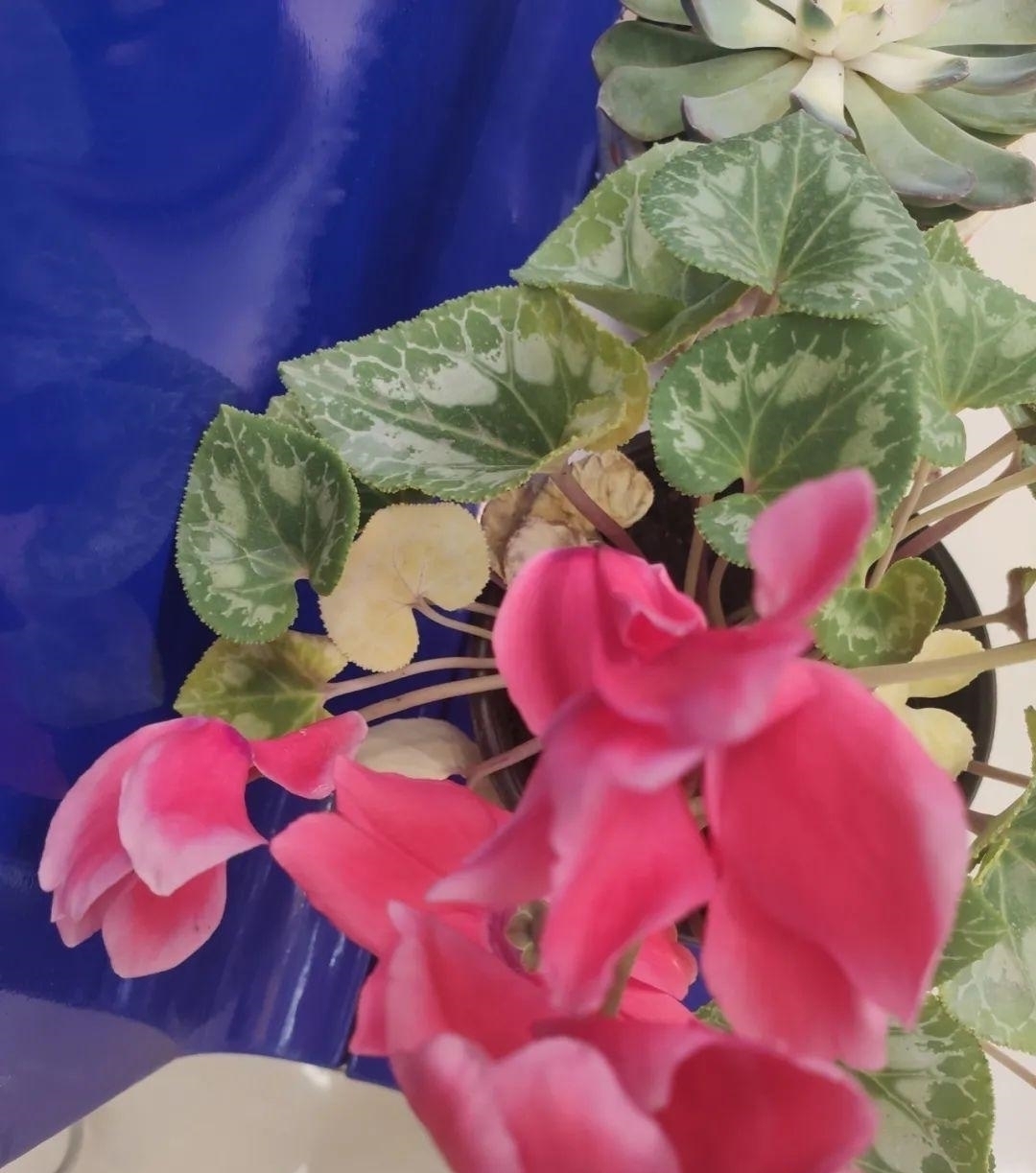 浇水量|10种花夏天一定要少浇水，否则熬不过3天就死了