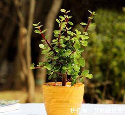 休眠期|金枝玉叶这样养,长到狂魔乱舞,轻轻剪一剪,瞬间高大上