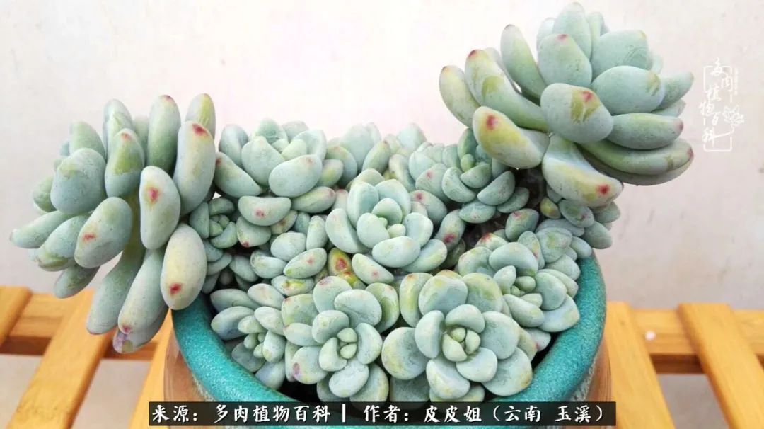 秋黄|柴米油盐的日子，养几盆多肉吧，为生活添几抹色彩！