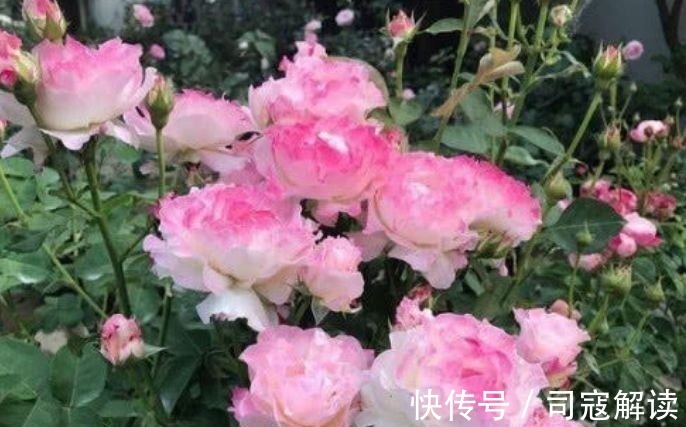 这种花很耐养,沾土就能活,谁见了都喜欢,花朵漂亮,花开旺!