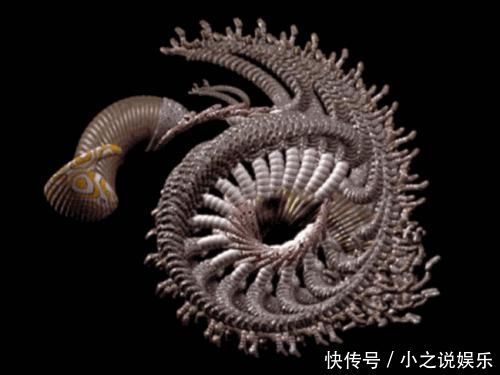 人类你别以为自己长得美,事实上,生物就该美成异形那个样……