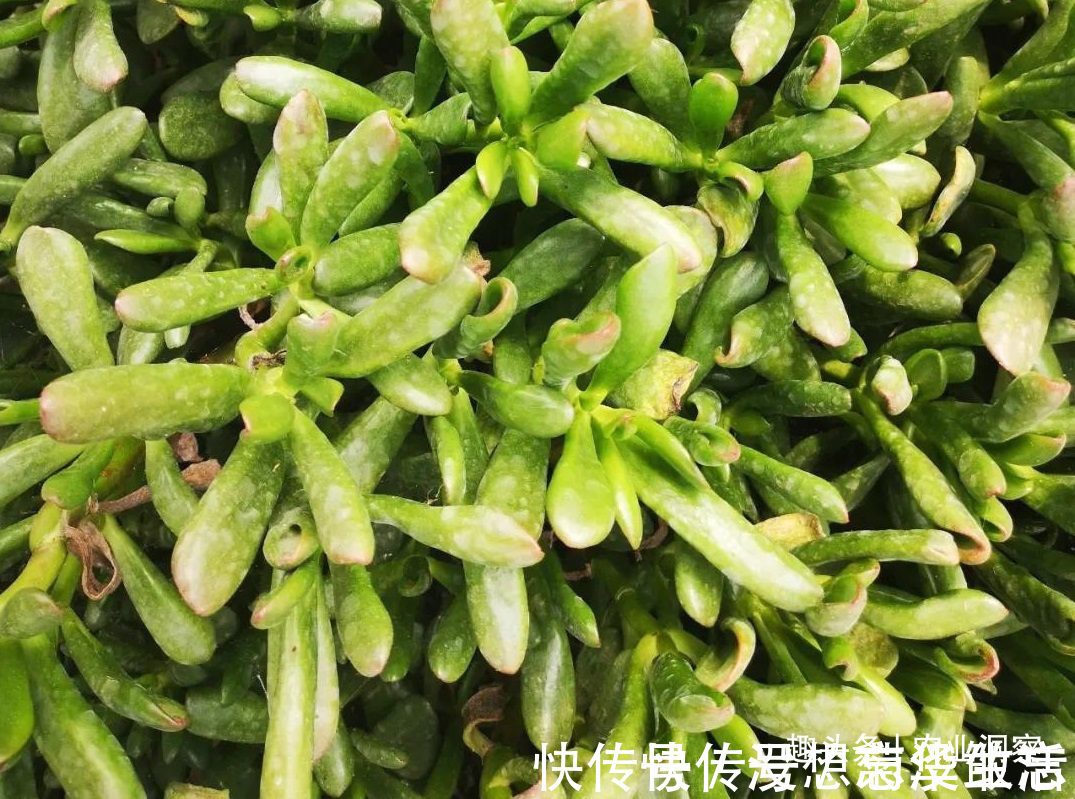 农村80后姑娘舍弃万元月薪,回老家大棚种这东西,没想到还很赚钱