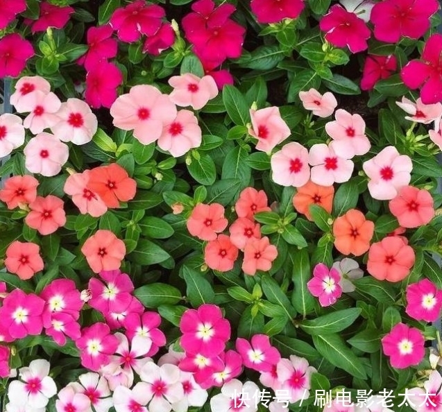 4种花,容易打理易开花,花期长花朵多,家里变花海!