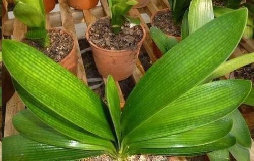 花盆|往君子兰花盆里丢一点这个,叶子又绿又亮,一年开花两次