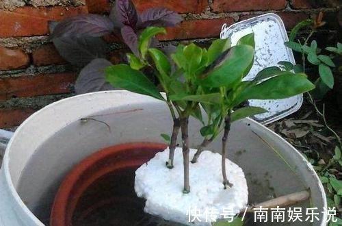 花卉|泡沫板你扔了拿来养花,有大用处,3-5天花卉就生根