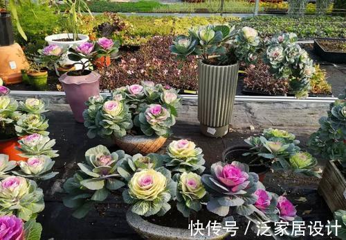迷迭香|6种“漂亮花”，阳台种一盆，能凉拌能泡茶，生长泼辣，开花多