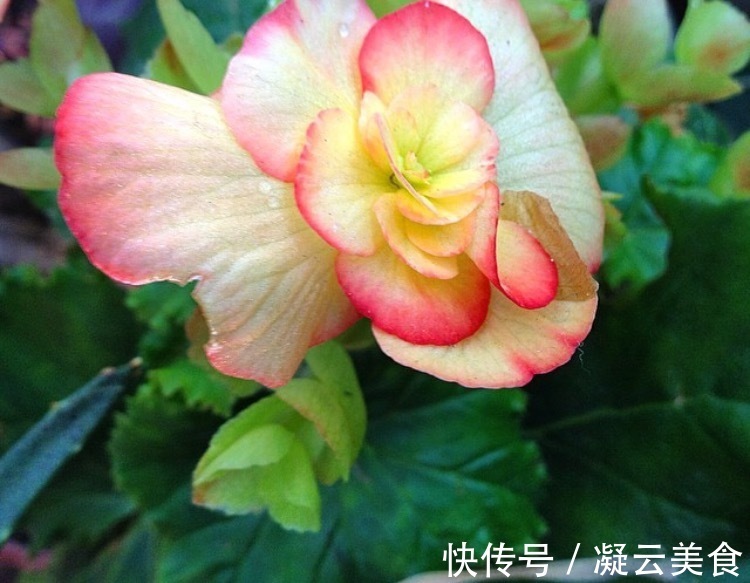 这2种花卉“养不好”教你学会“3招”,花卉顺利生长,开花不断