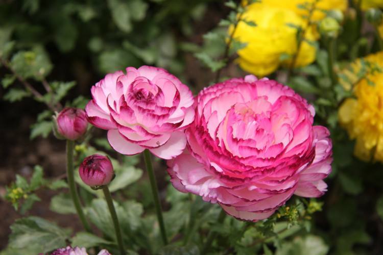 牡丹|此花开花漂亮胜过牡丹,叶片却像芹菜叶子,好养易活,多年开花