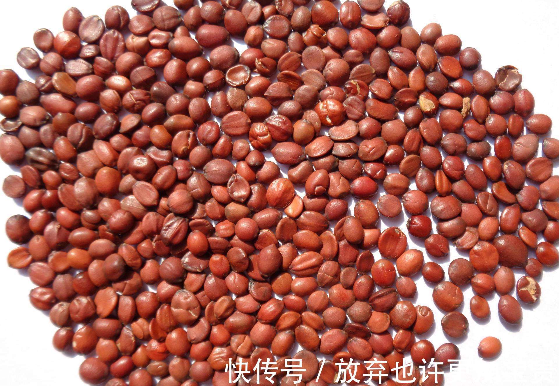 酸枣|失眠最怕一种小果子,坚持每天吃几颗,让失眠渐渐远离你