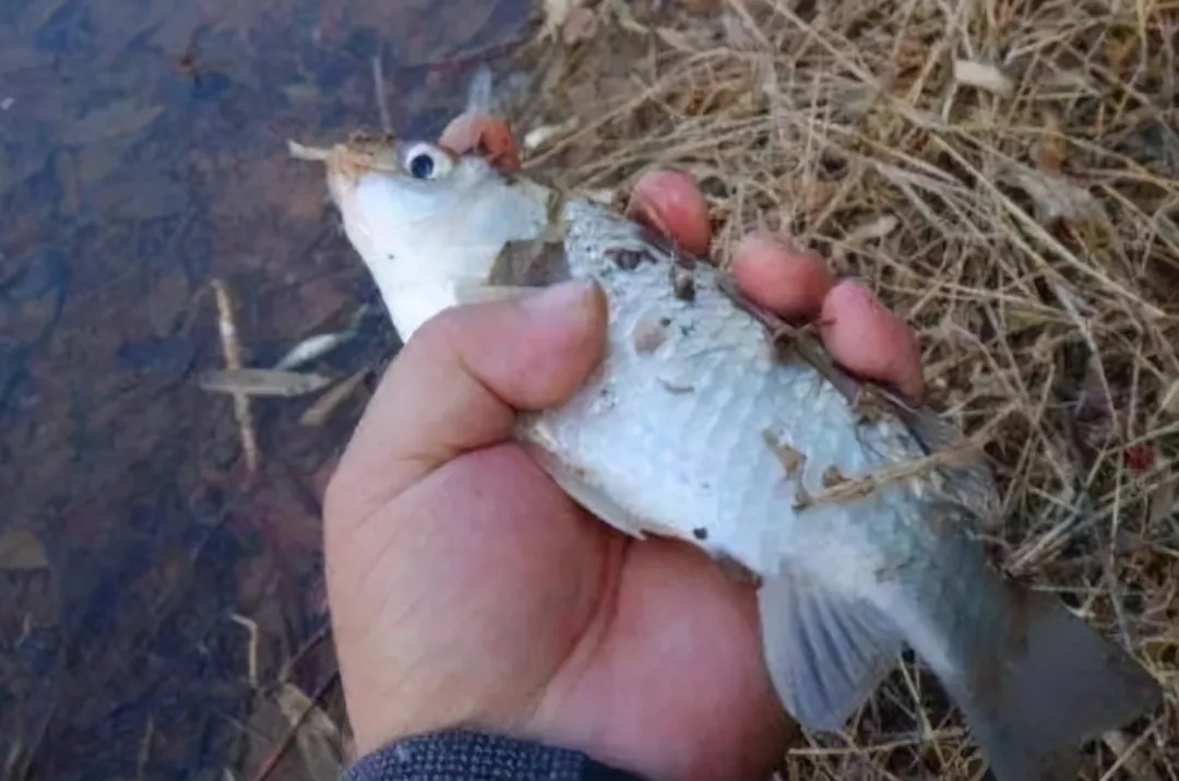 虫饵|冬钓时，唯独这用饵秘诀最有效，每次钓完都很过瘾，不信就试试