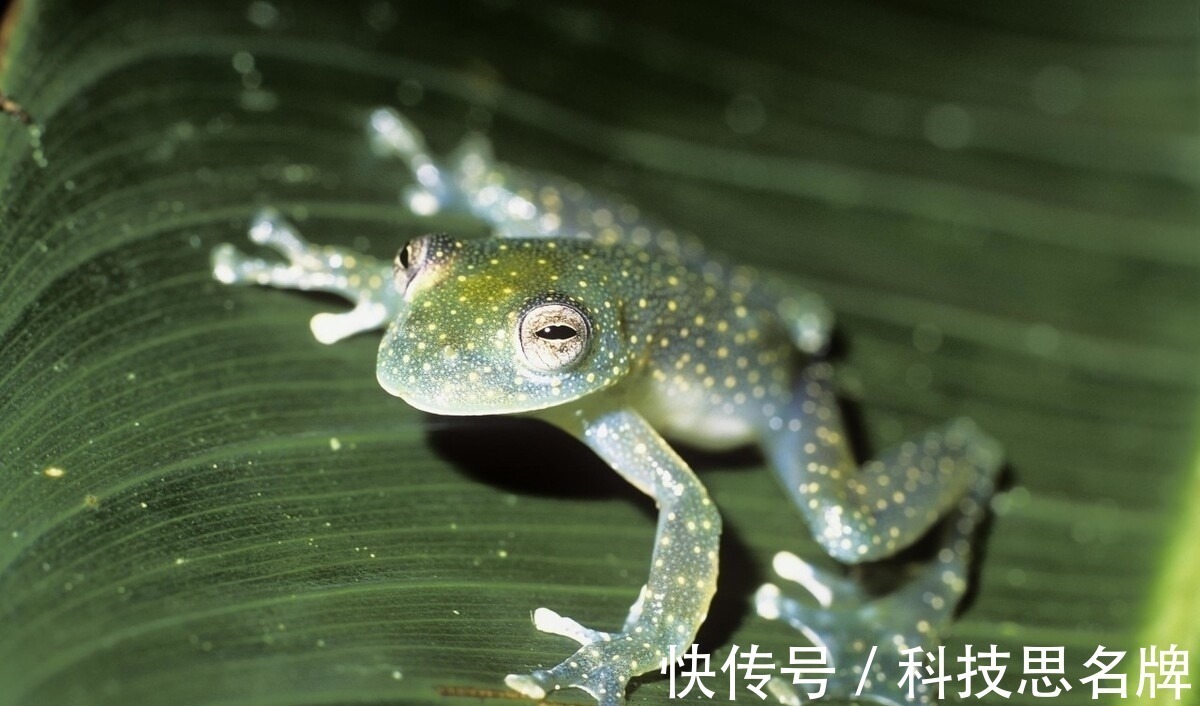 两栖动物&精雕玉琢知汝心，五脏六腑能一览无余的玻璃蛙，却是动物界好父母