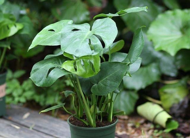 “3种花”养客厅,大气、上档次,吸“甲醛”效果好,空气清新